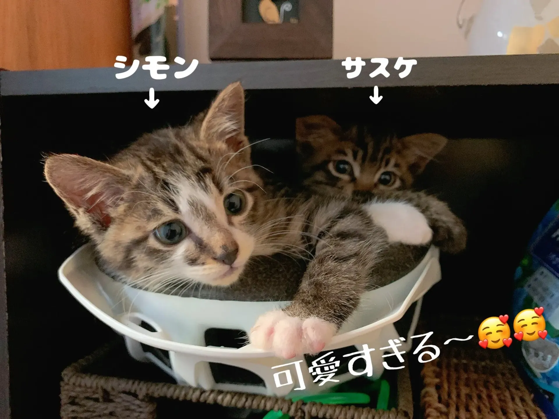 【自己紹介】猫好きなオーナー、Tsuyakoです(^^♪